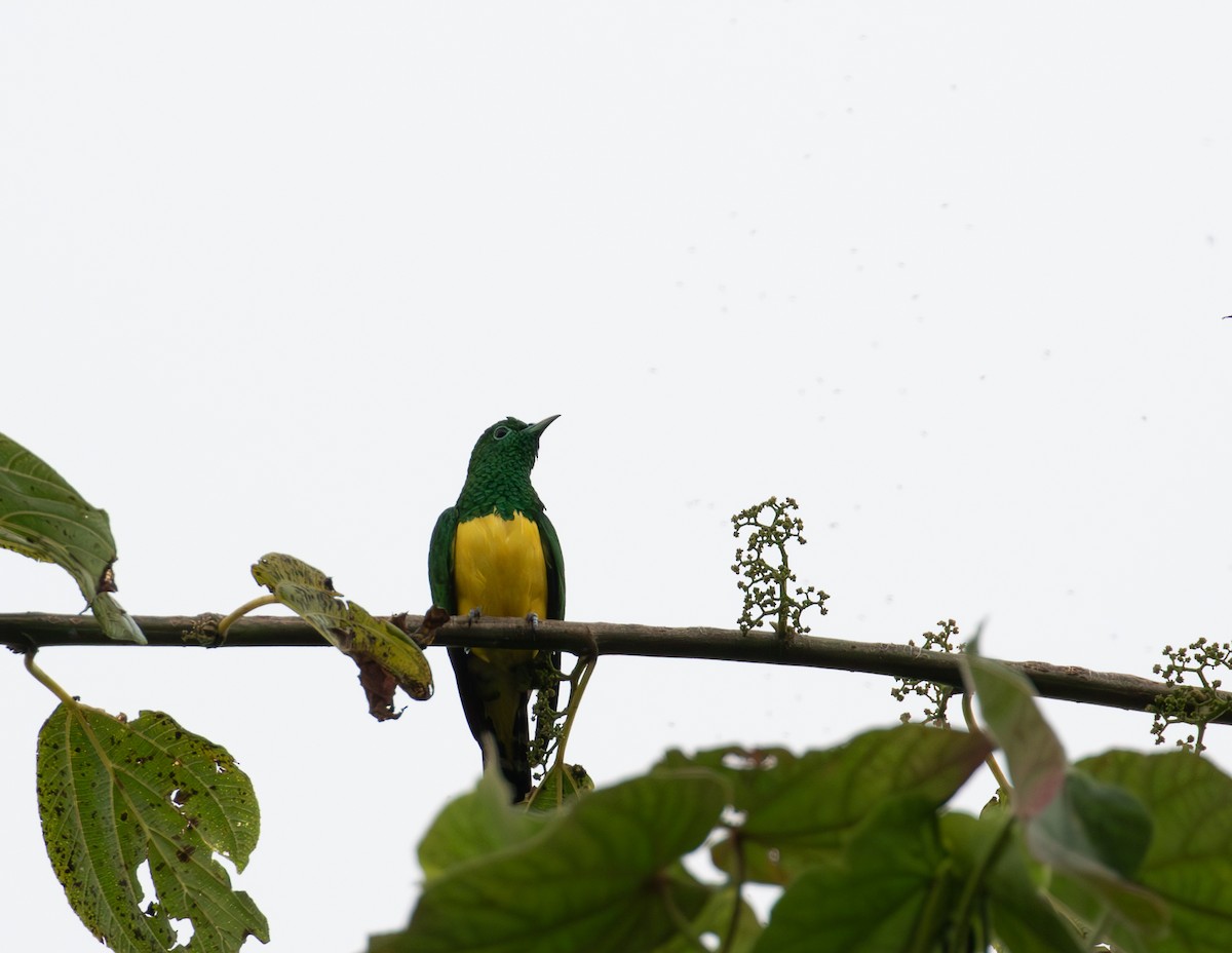 African Emerald Cuckoo - ML618072406