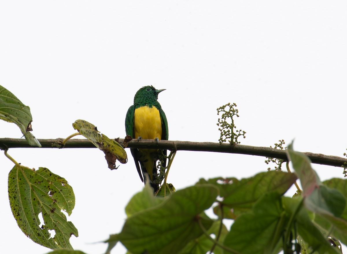 African Emerald Cuckoo - ML618072407