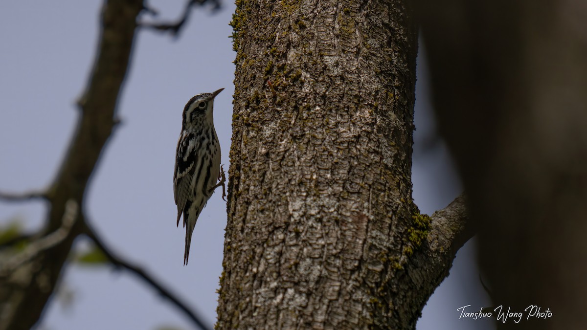 Black-and-white Warbler - ML618072419
