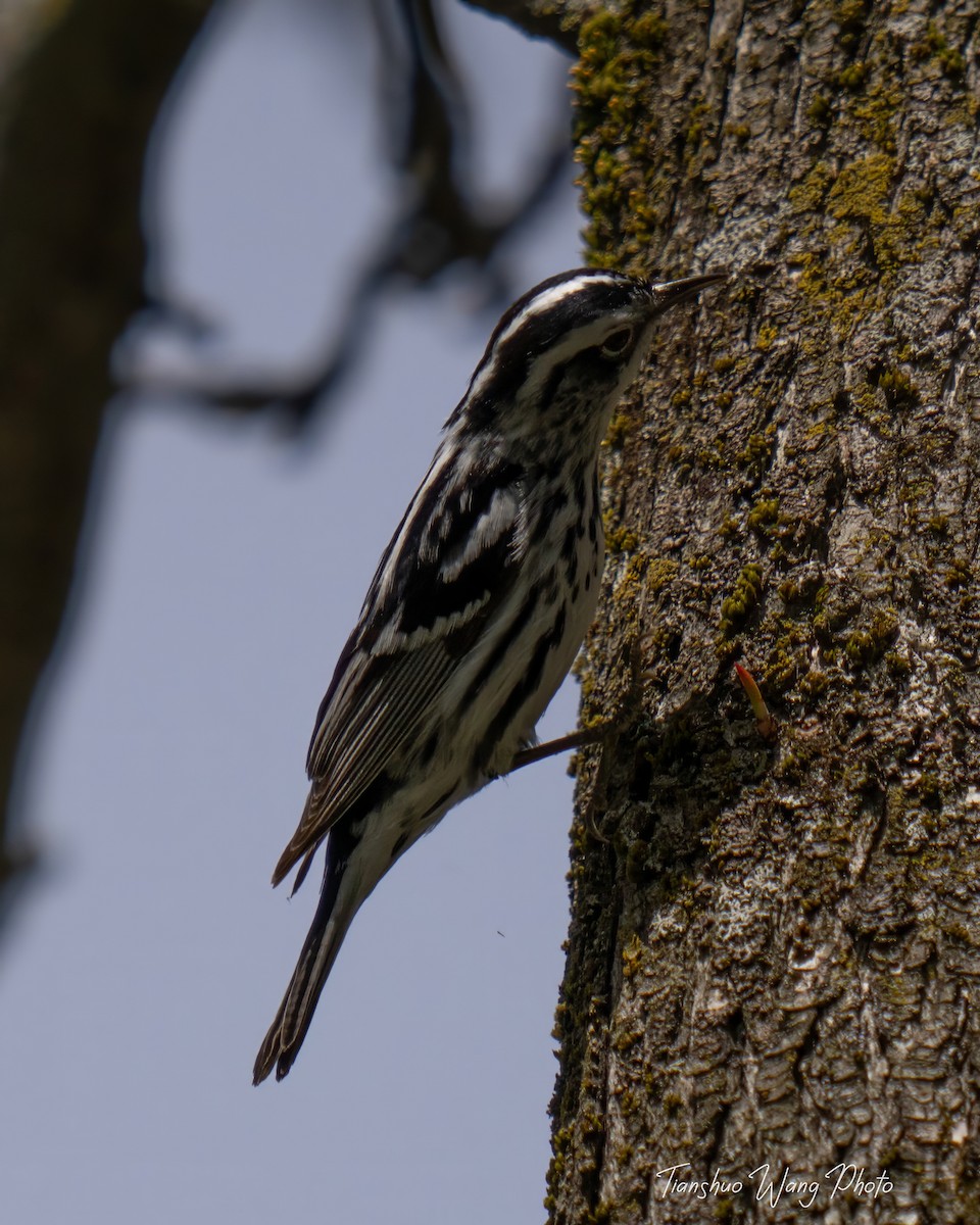 Black-and-white Warbler - ML618072423