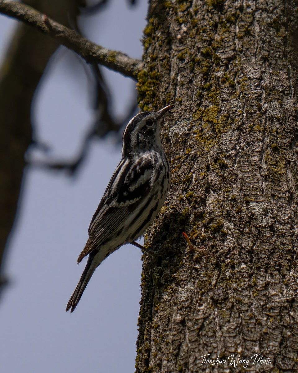 Black-and-white Warbler - ML618072424