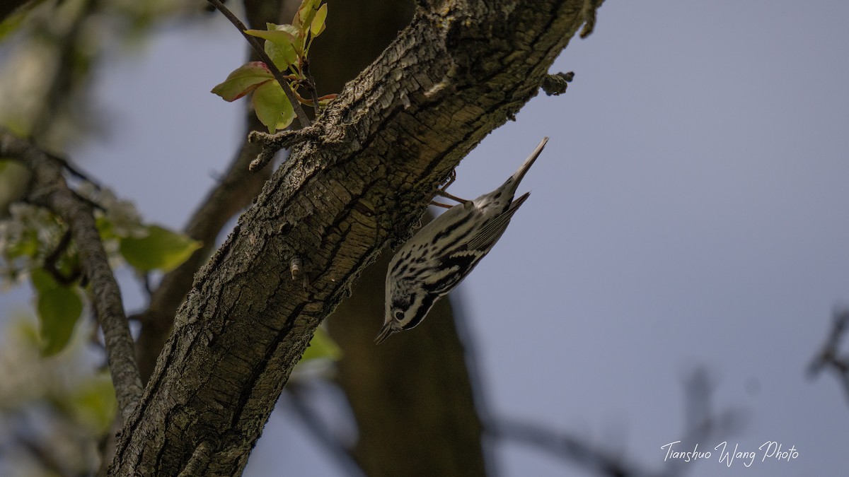 Black-and-white Warbler - ML618072425