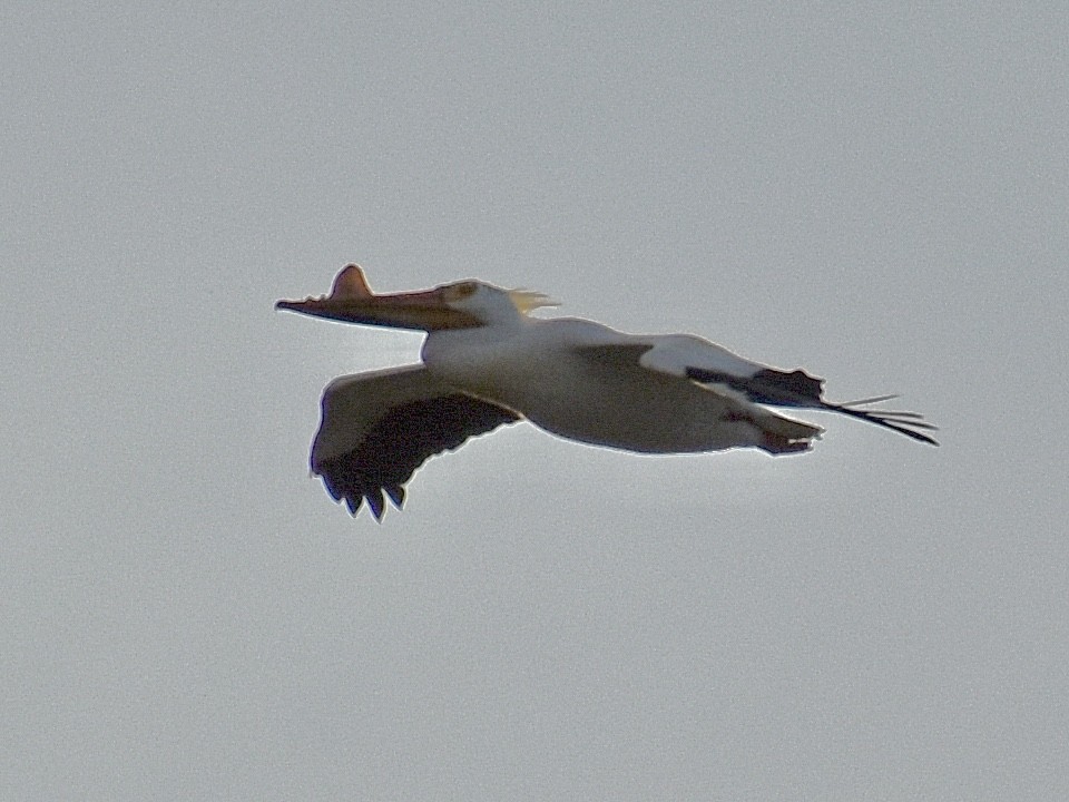 American White Pelican - Dawn Pietrykowski
