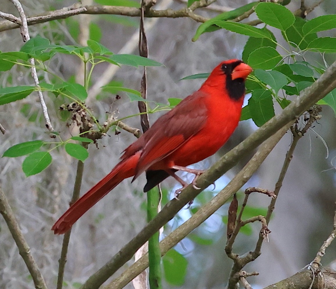 Northern Cardinal - Bob Sicolo