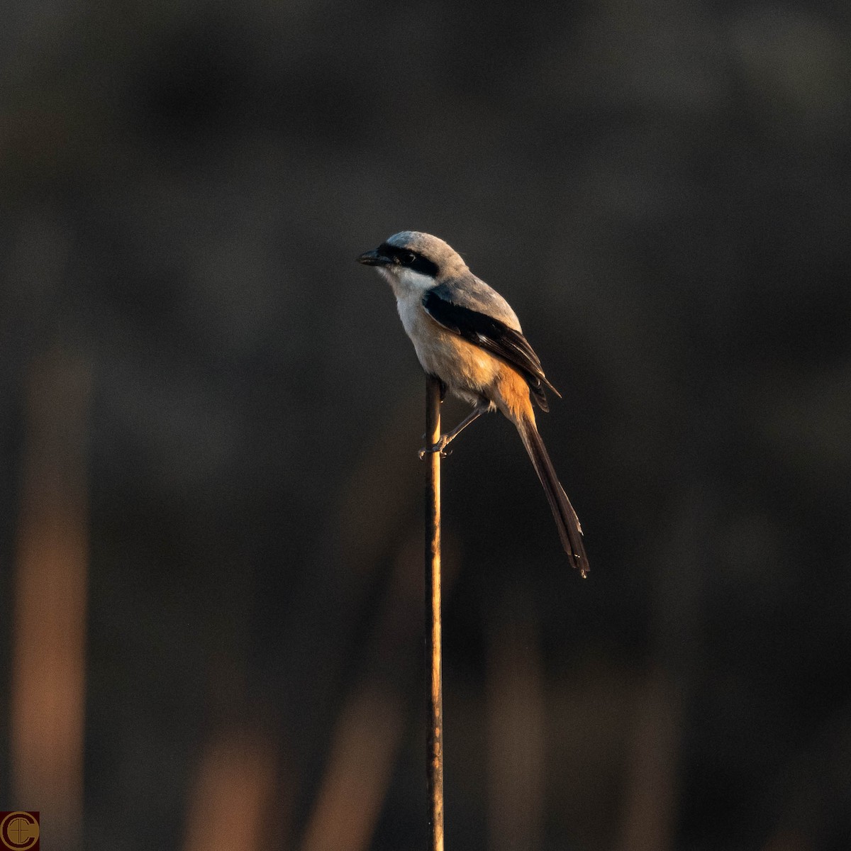 Long-tailed Shrike - Manjula Desai