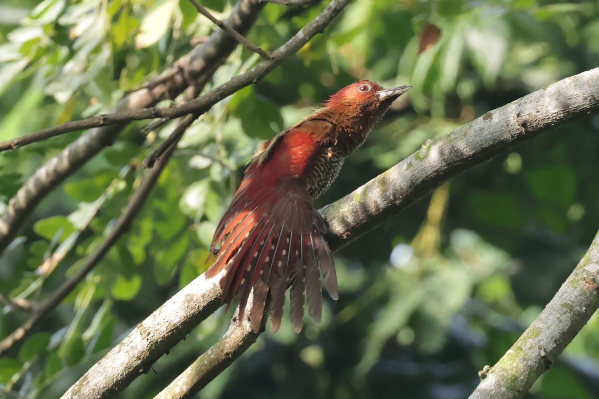 Banded Woodpecker - Peter Christiaen