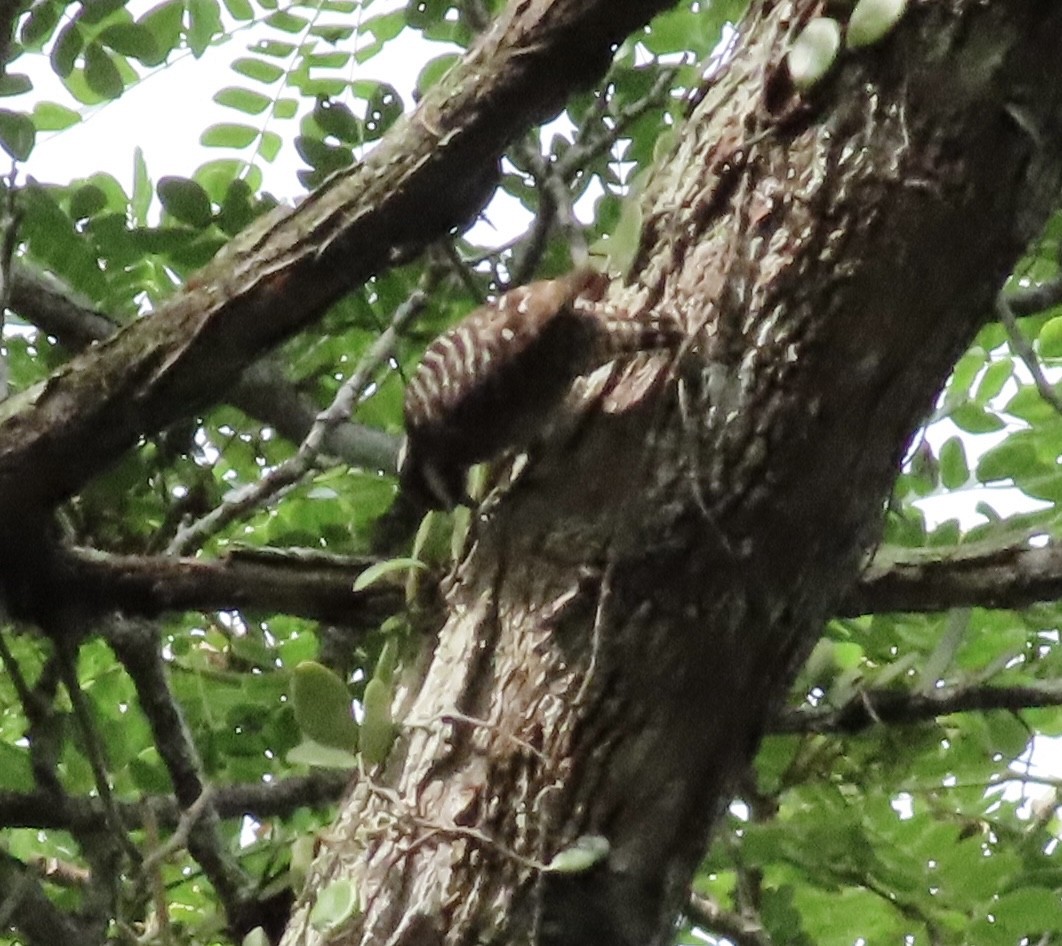 Sunda Pygmy Woodpecker - ML618072481