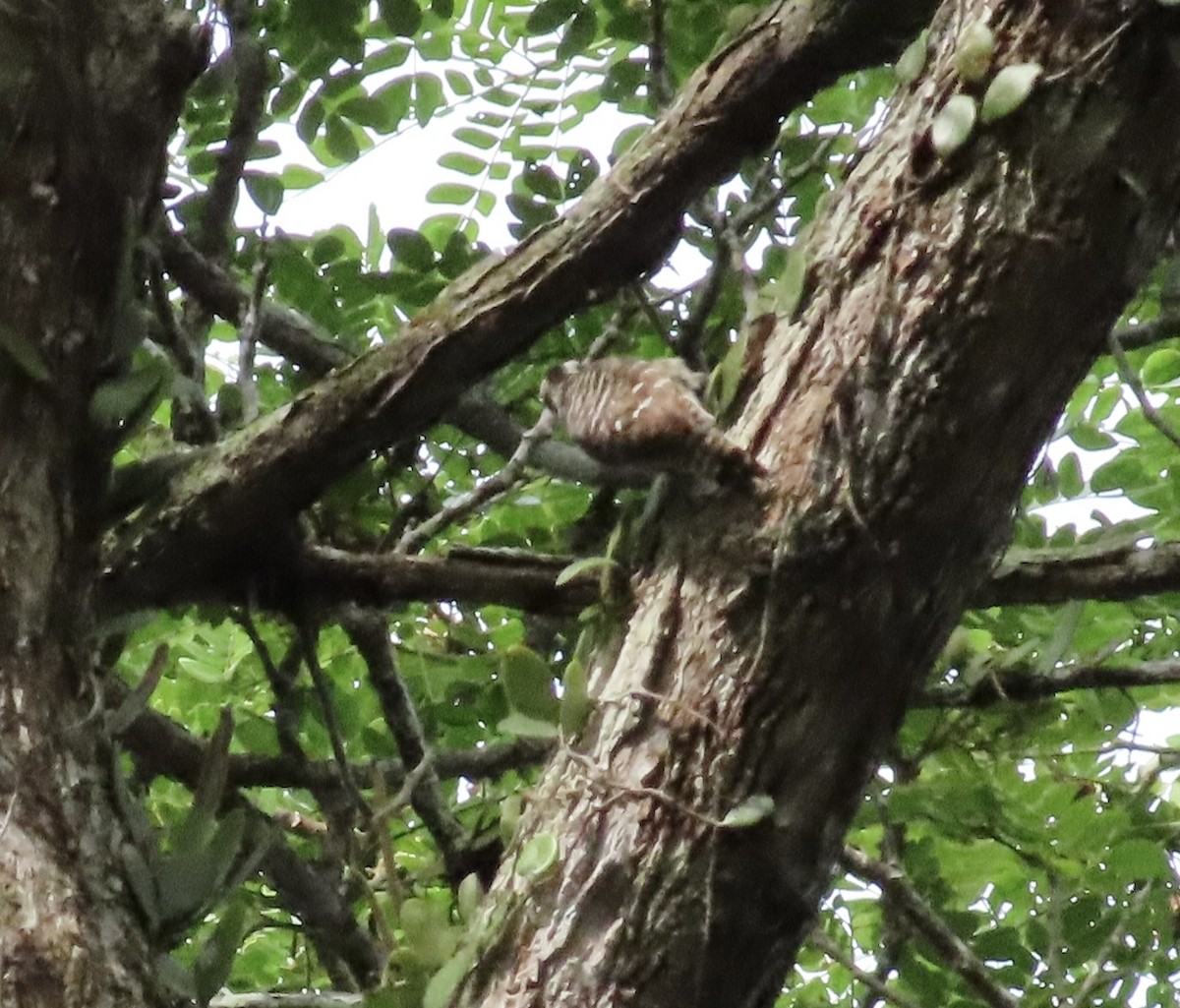 Sunda Pygmy Woodpecker - ML618072484