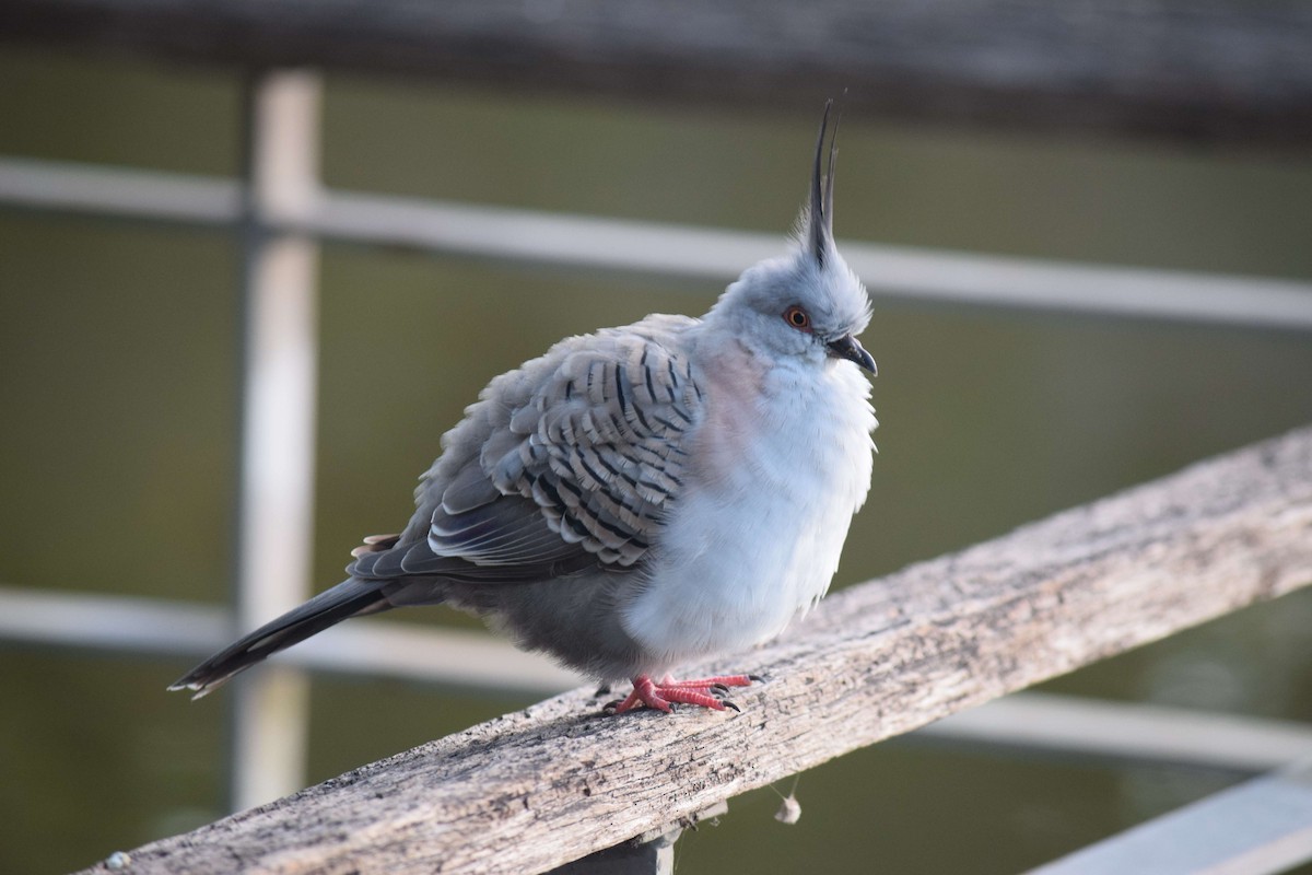 Crested Pigeon - ML618072514