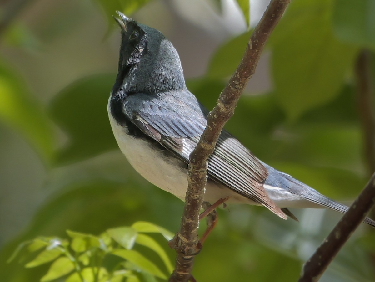 Black-throated Blue Warbler - Roger Horn