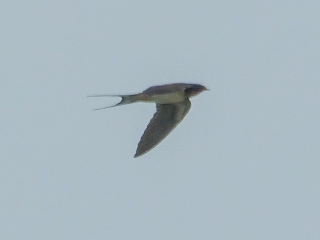 Barn Swallow - Roger Horn