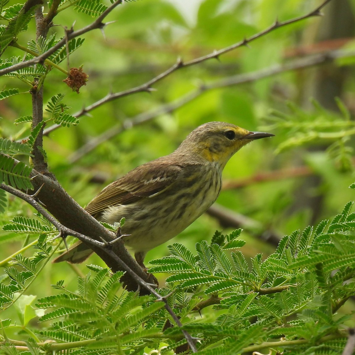 Cape May Warbler - ML618072564