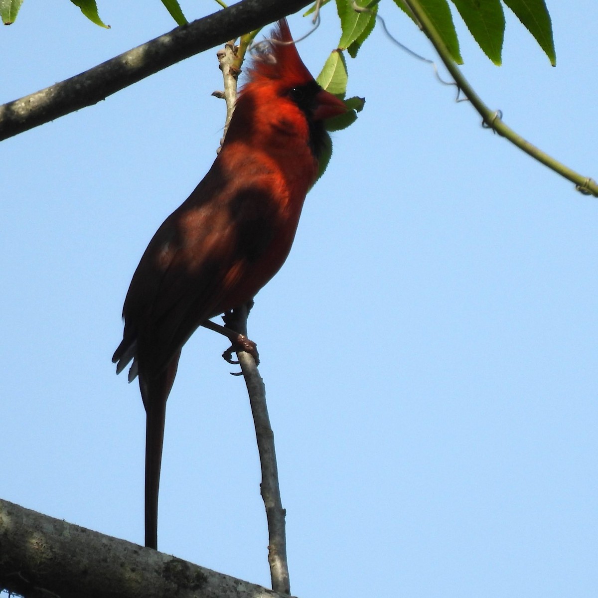 Northern Cardinal - Margi Finch
