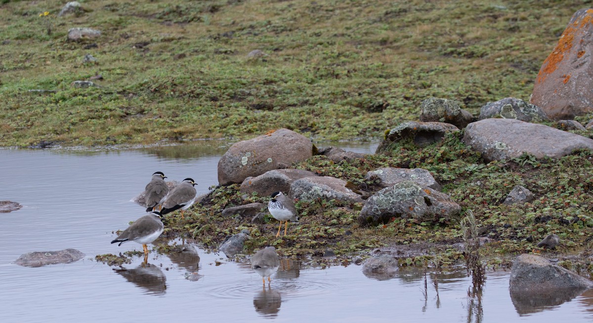 Spot-breasted Lapwing - ML618072610