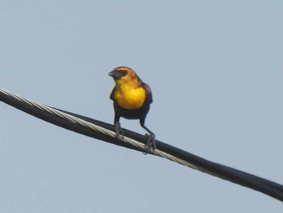 Yellow-headed Blackbird - ML618072616