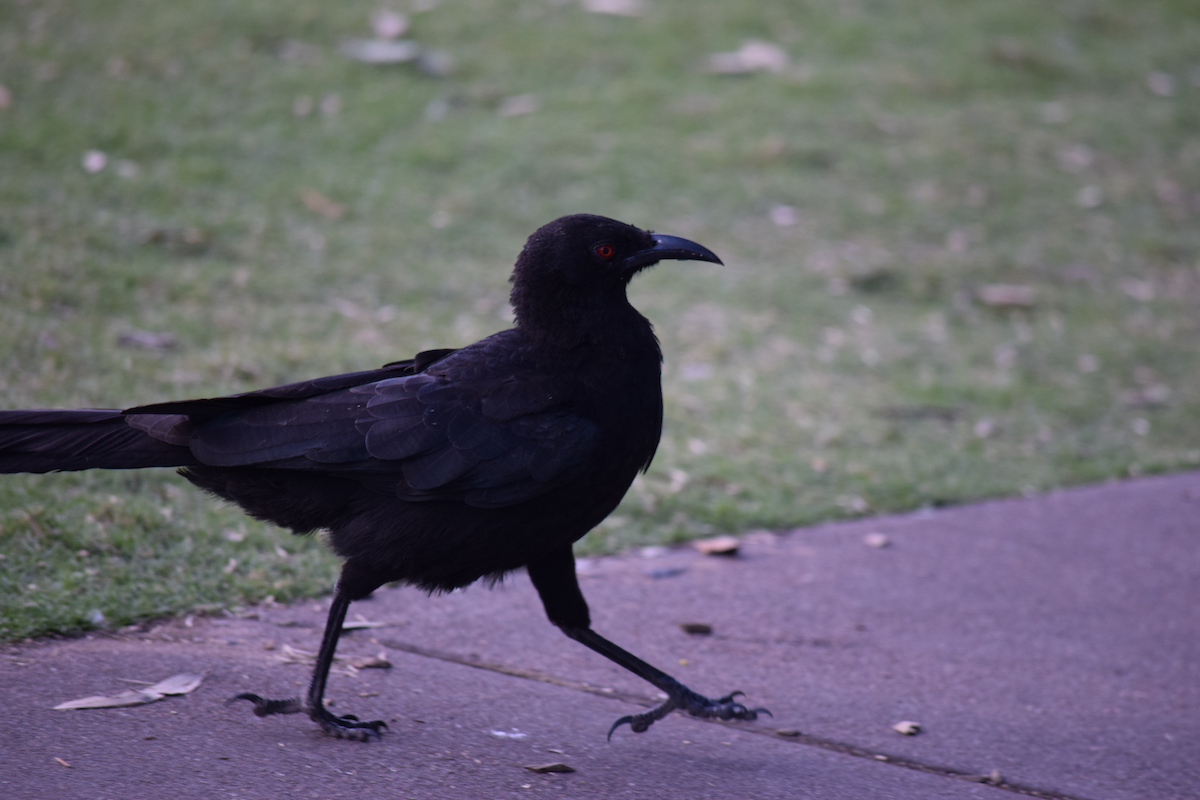 White-winged Chough - Mika H