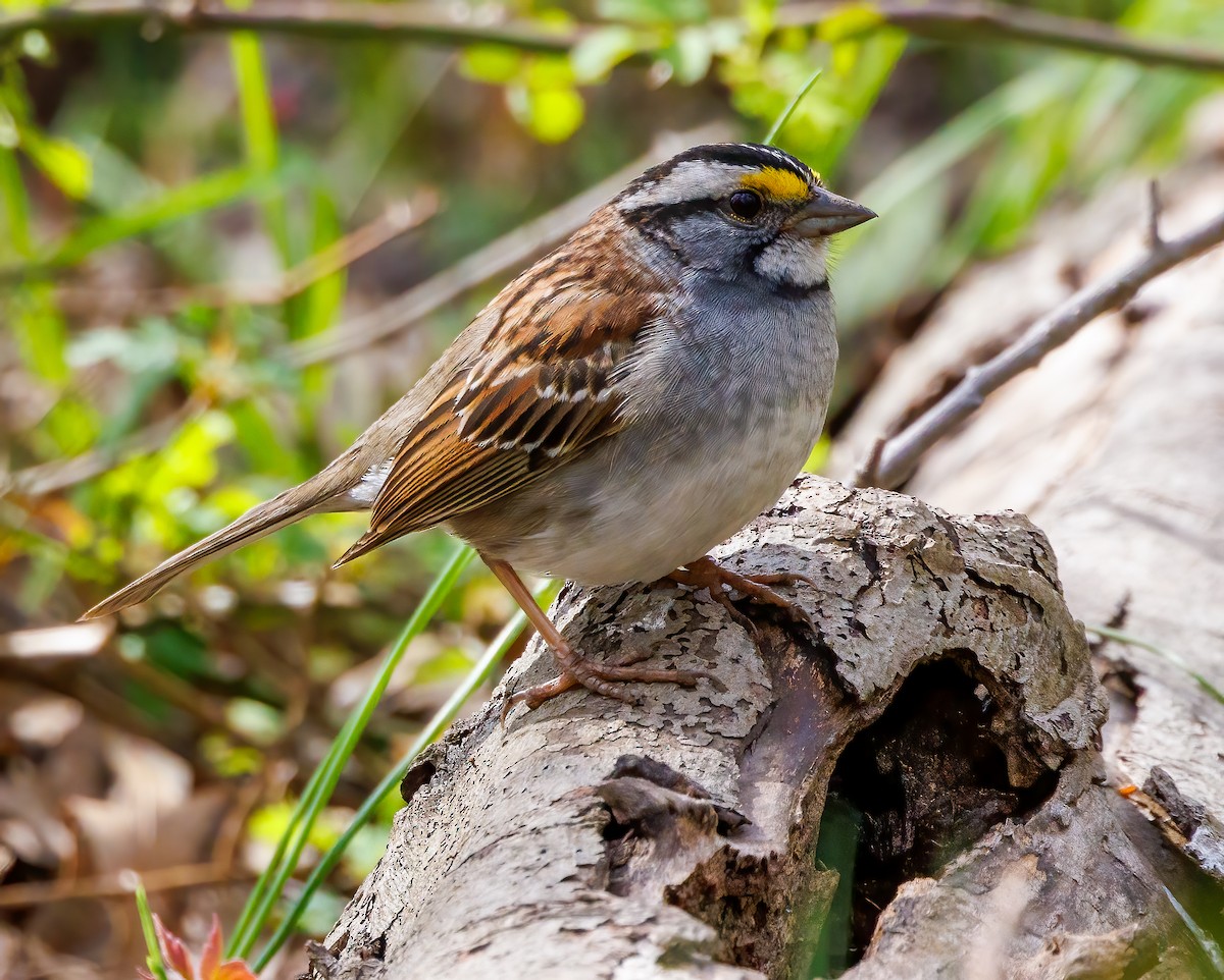 White-throated Sparrow - Debbie Lombardo