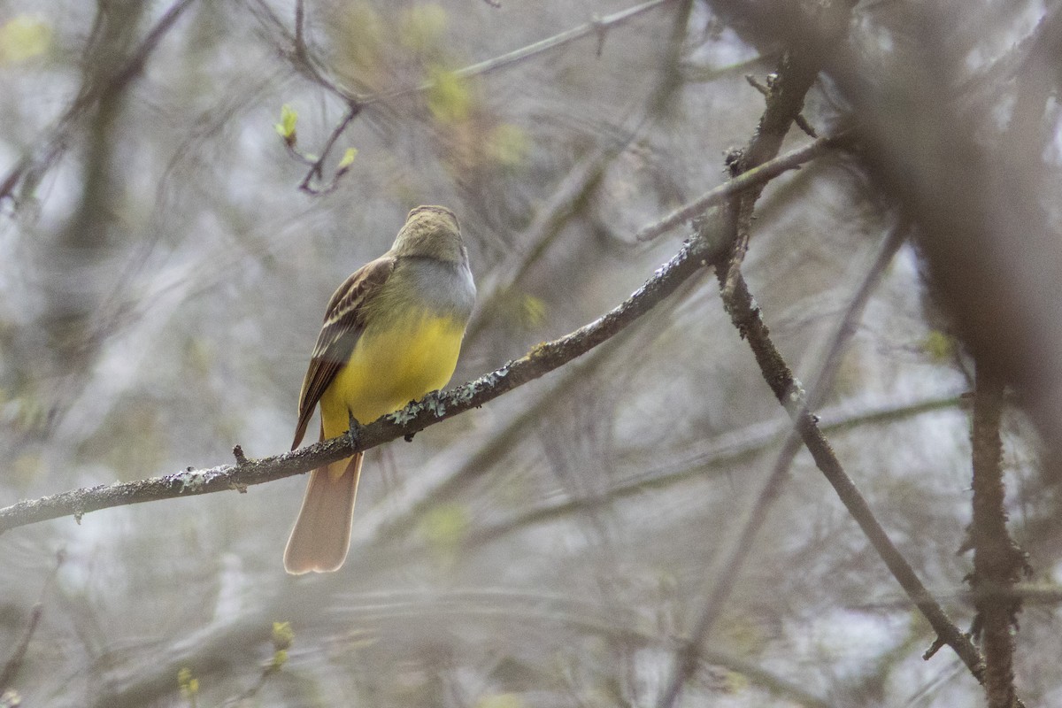 Great Crested Flycatcher - ML618072664