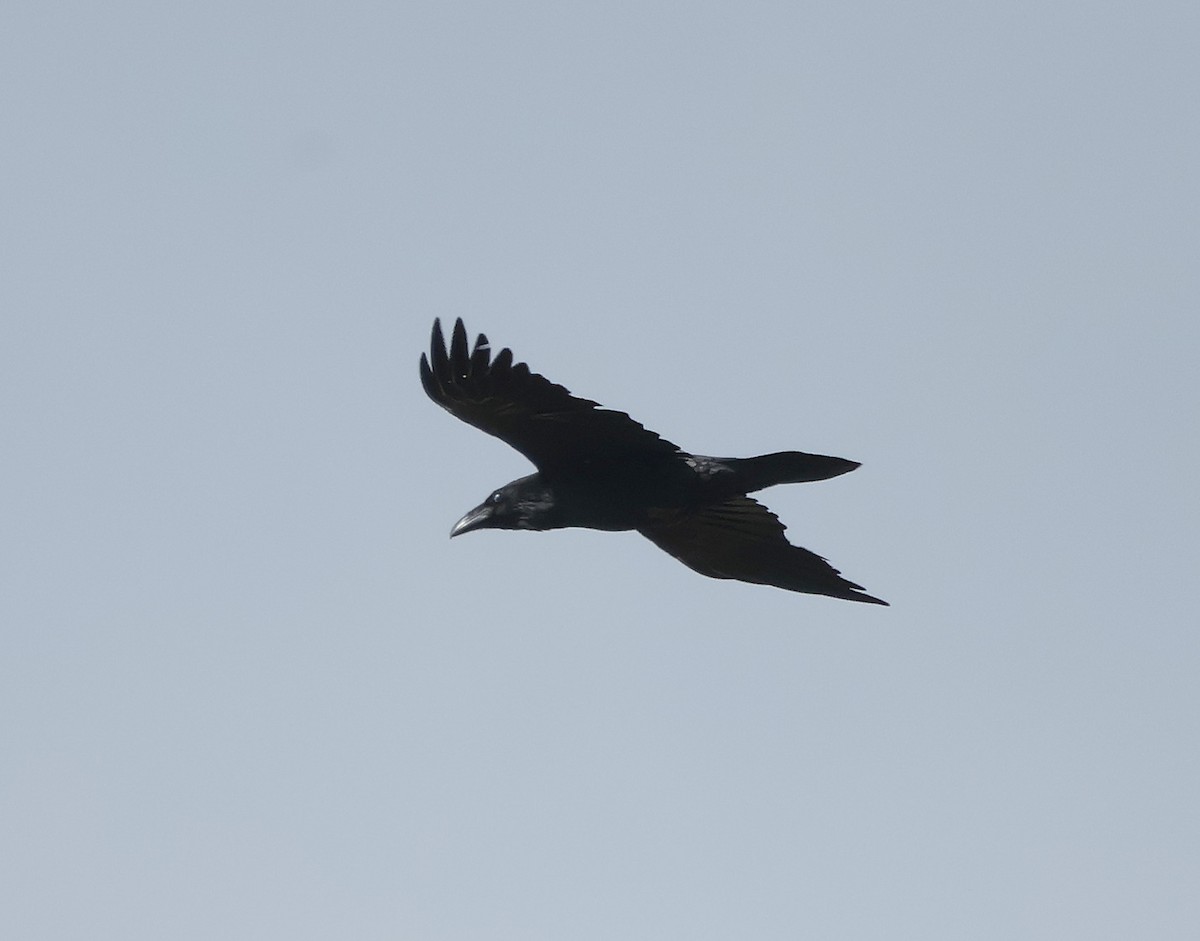 Common Raven - ML618072676