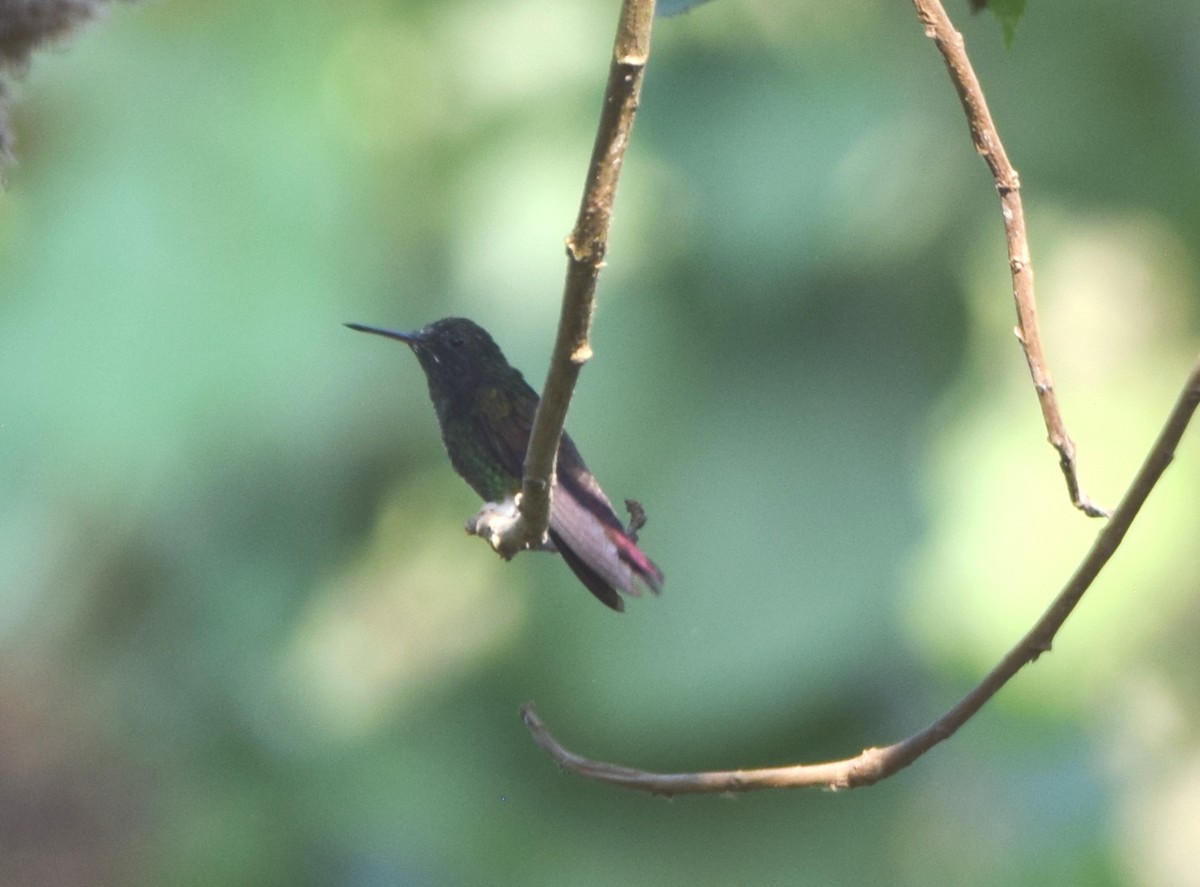 Blue-tailed Hummingbird - ML618072691
