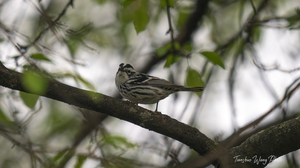 Black-and-white Warbler - ML618072708
