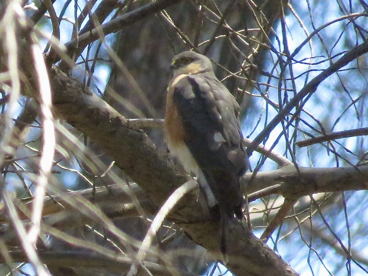 Rufous-breasted Sparrowhawk - Simon Pearce