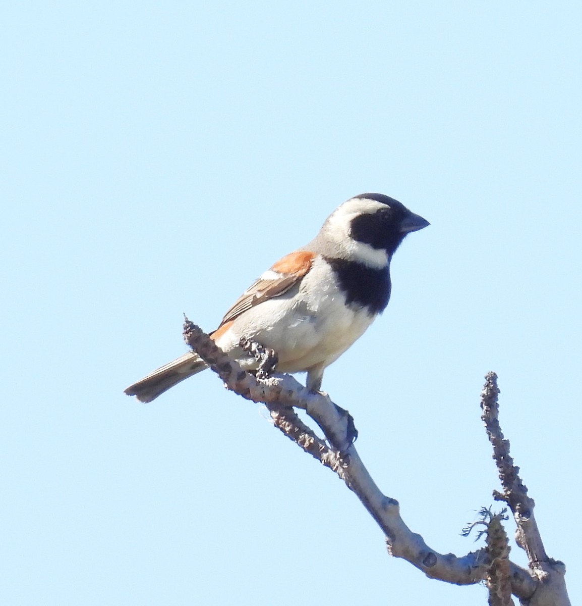 Cape Sparrow - Sita Susarla