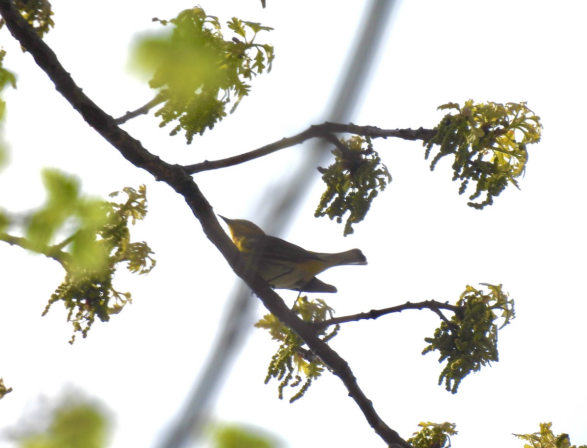 Cape May Warbler - ML618072743