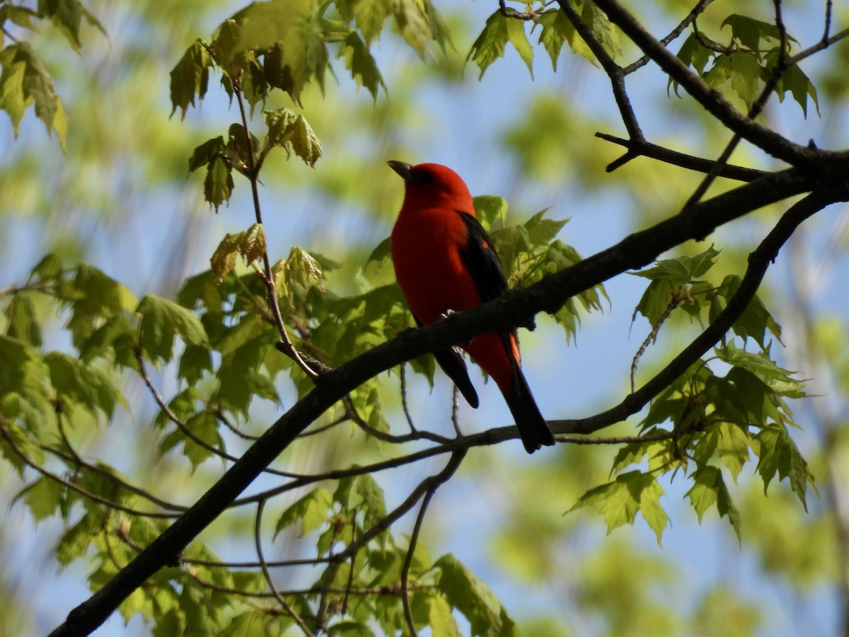 Scarlet Tanager - ML618072746
