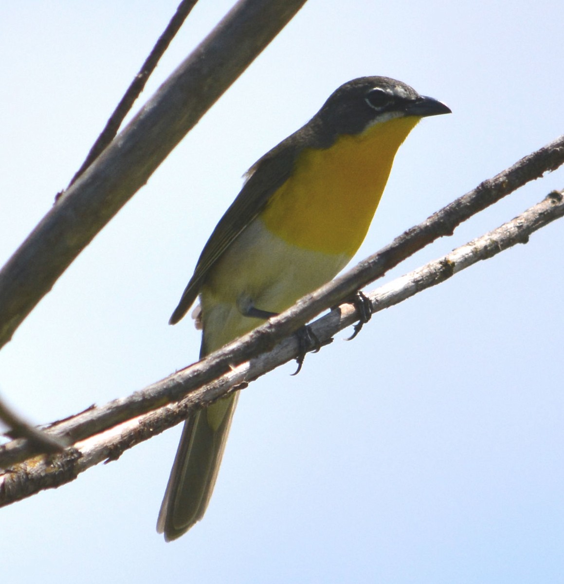 Yellow-breasted Chat - ML618072766