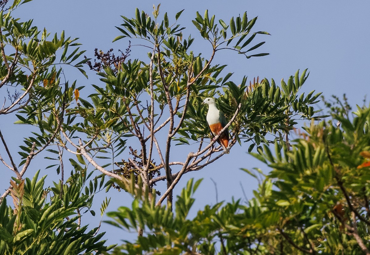 Silver-capped Fruit-Dove - ML618072772