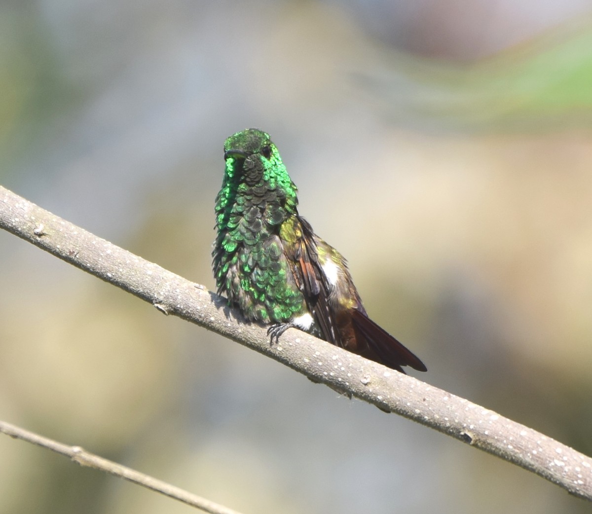 Blue-tailed Hummingbird - ML618072776