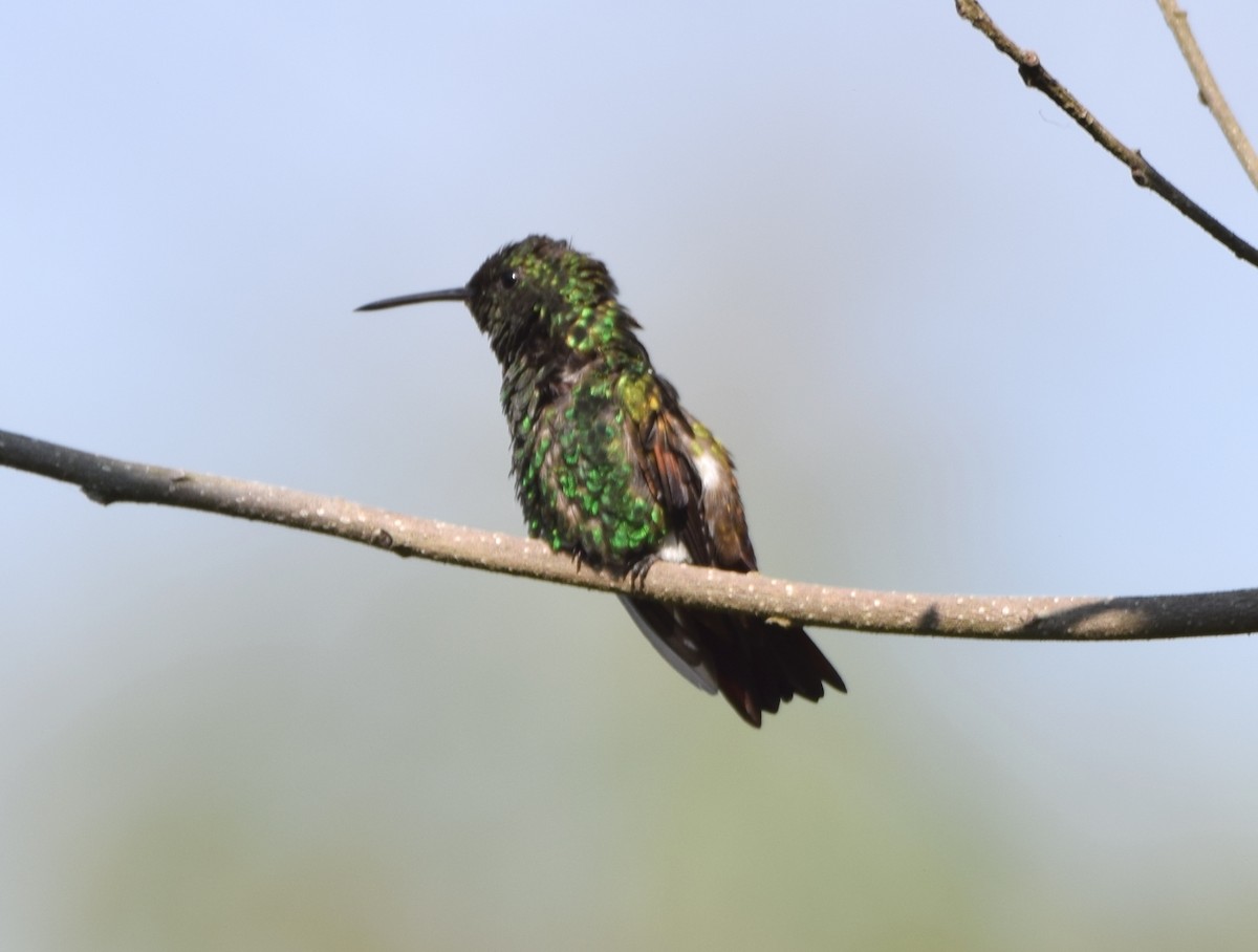 kolibřík středoamerický - ML618072777