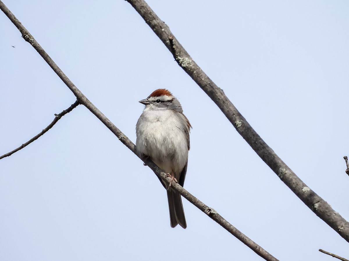 Chipping Sparrow - Nelson Roy 🦅