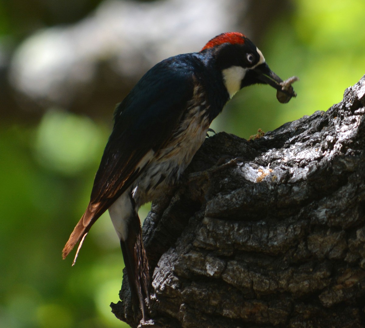 Acorn Woodpecker - Tom Pollock 🐔