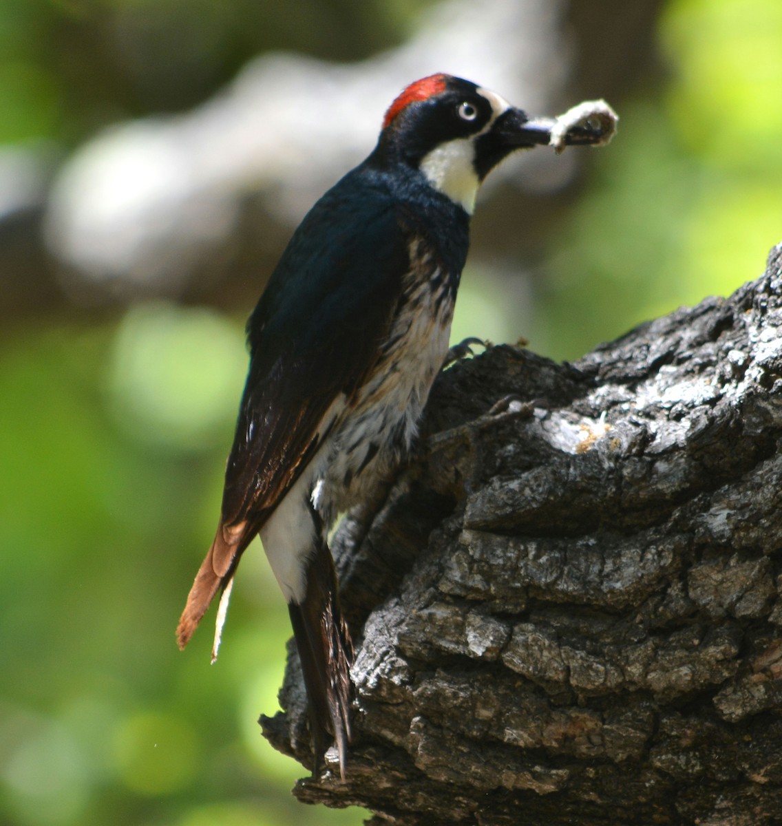 Acorn Woodpecker - ML618072809
