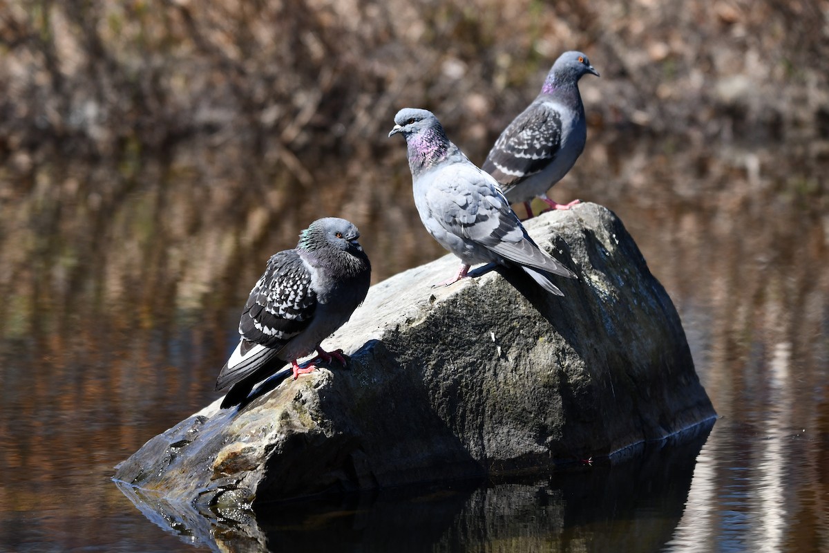 Rock Pigeon (Feral Pigeon) - ML618072830