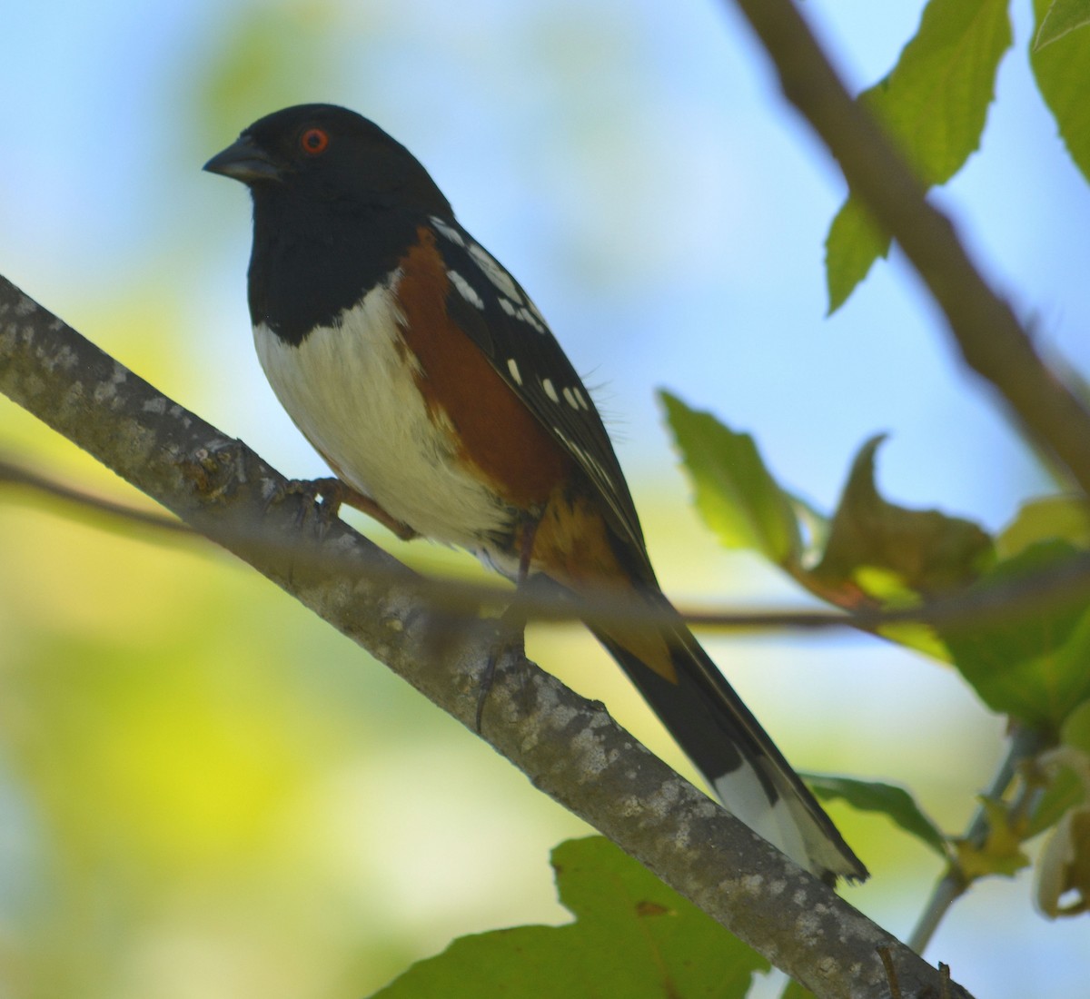 Spotted Towhee - Tom Pollock 🐔