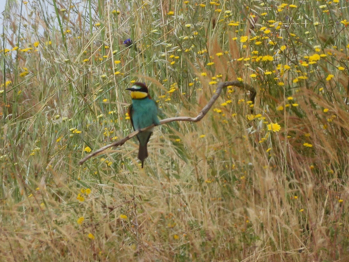 European Bee-eater - Emilio Costillo Borrego