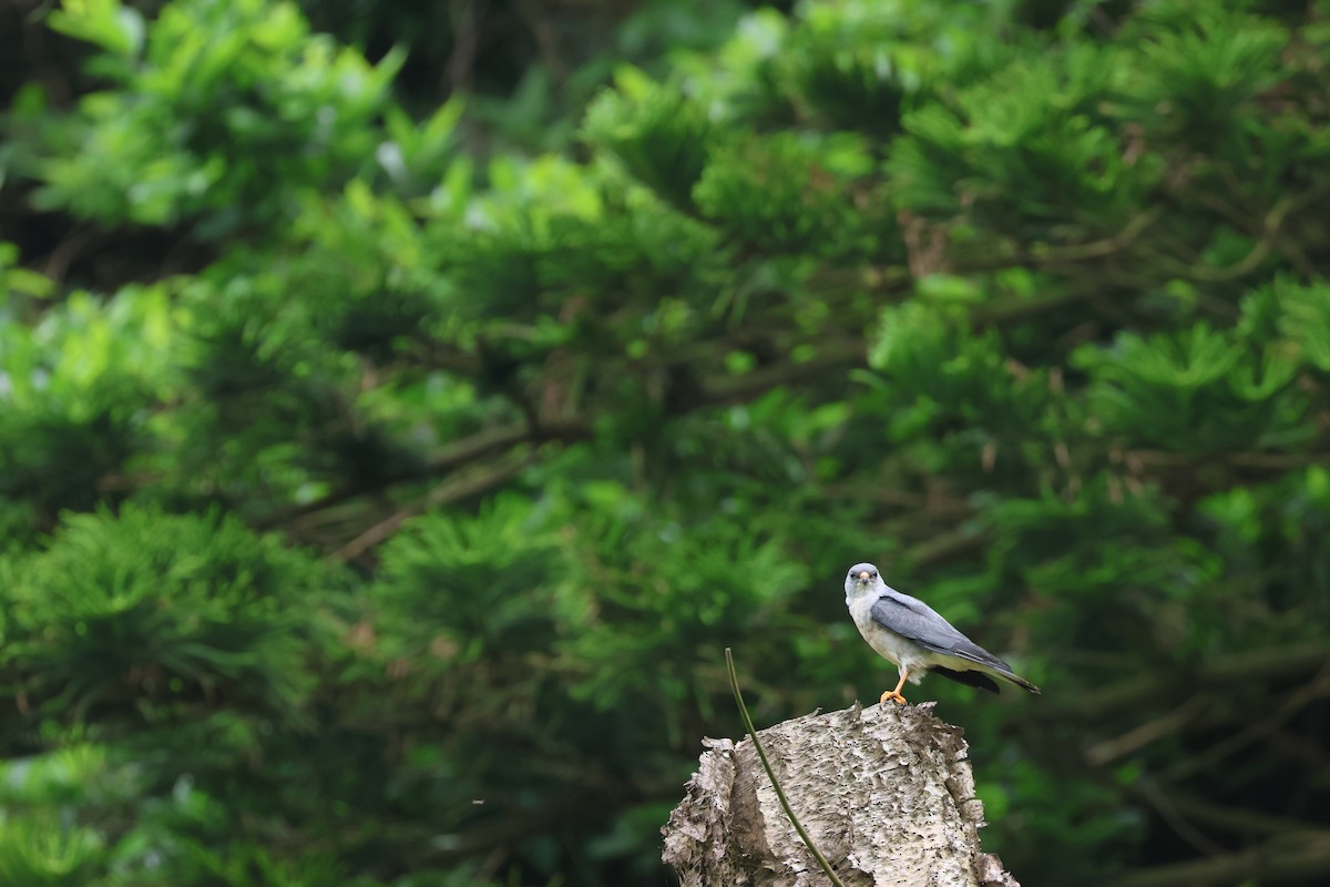 Chinese Sparrowhawk - Chi-Hsuan Shao