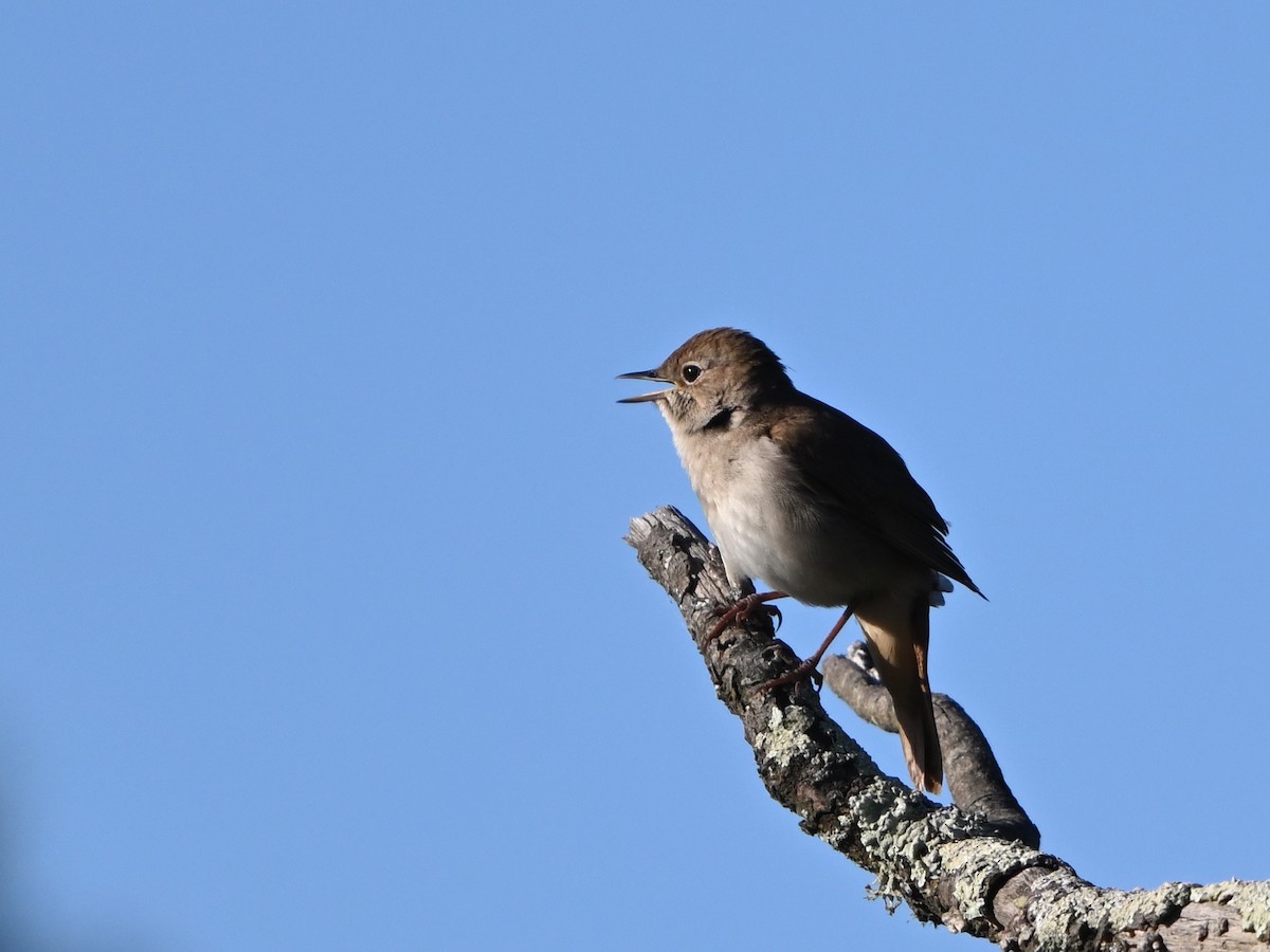 Common Nightingale - Manuel Espenica