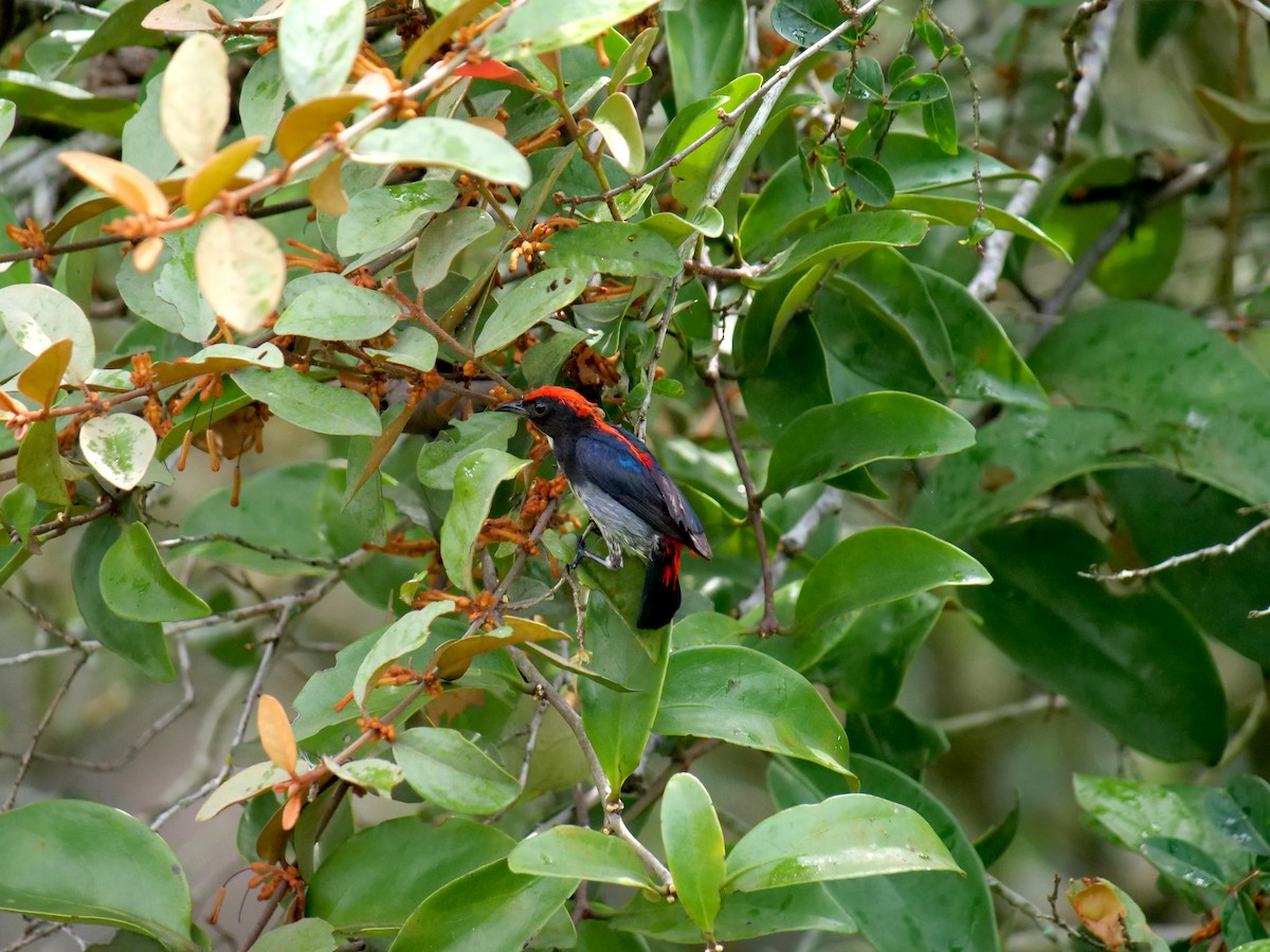 Scarlet-backed Flowerpecker - ML618072956