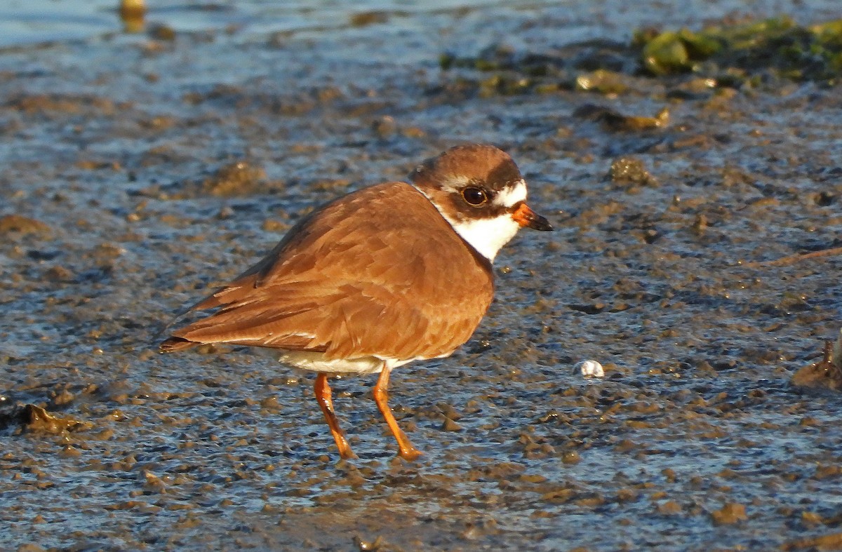 Semipalmated Plover - ML618072990