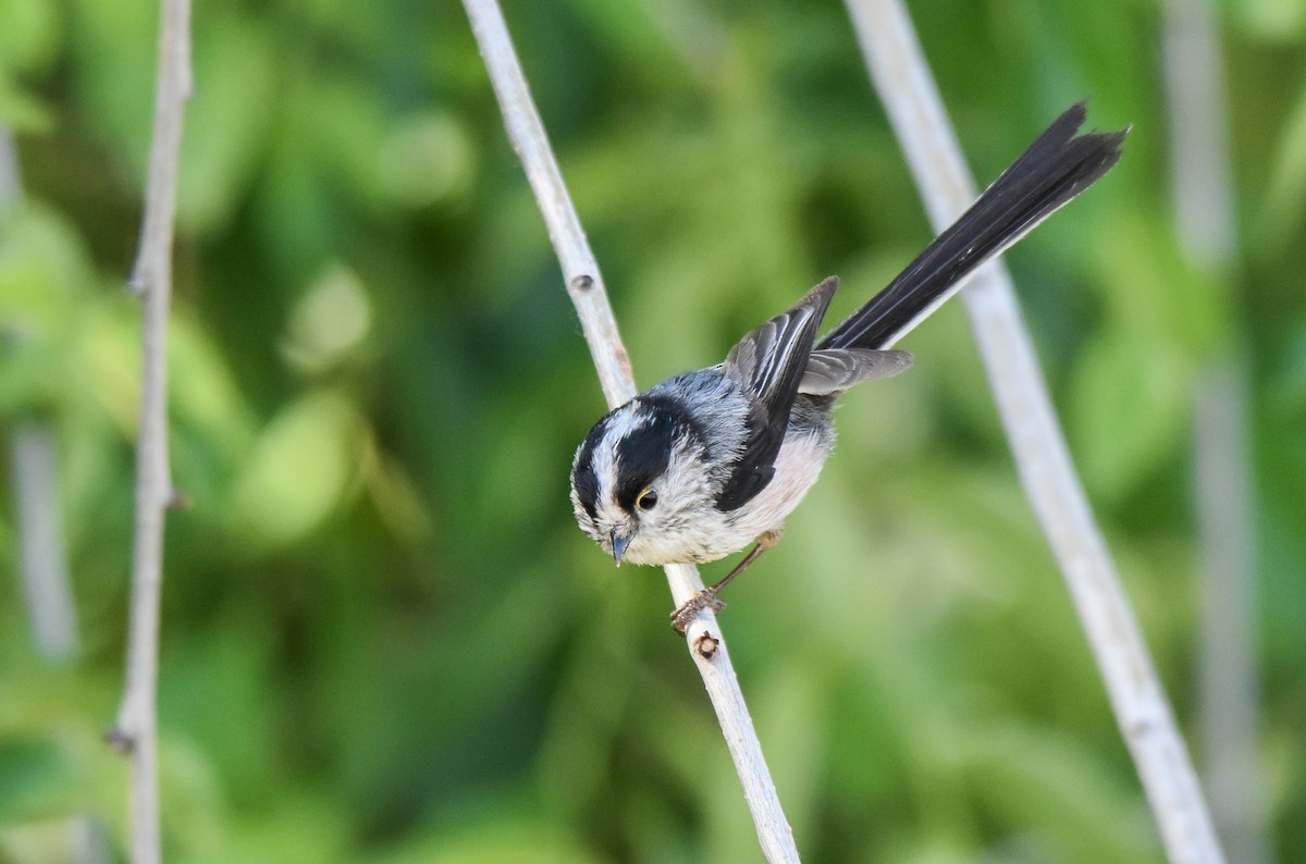 Long-tailed Tit - Miguel Ángel Mora Quintana