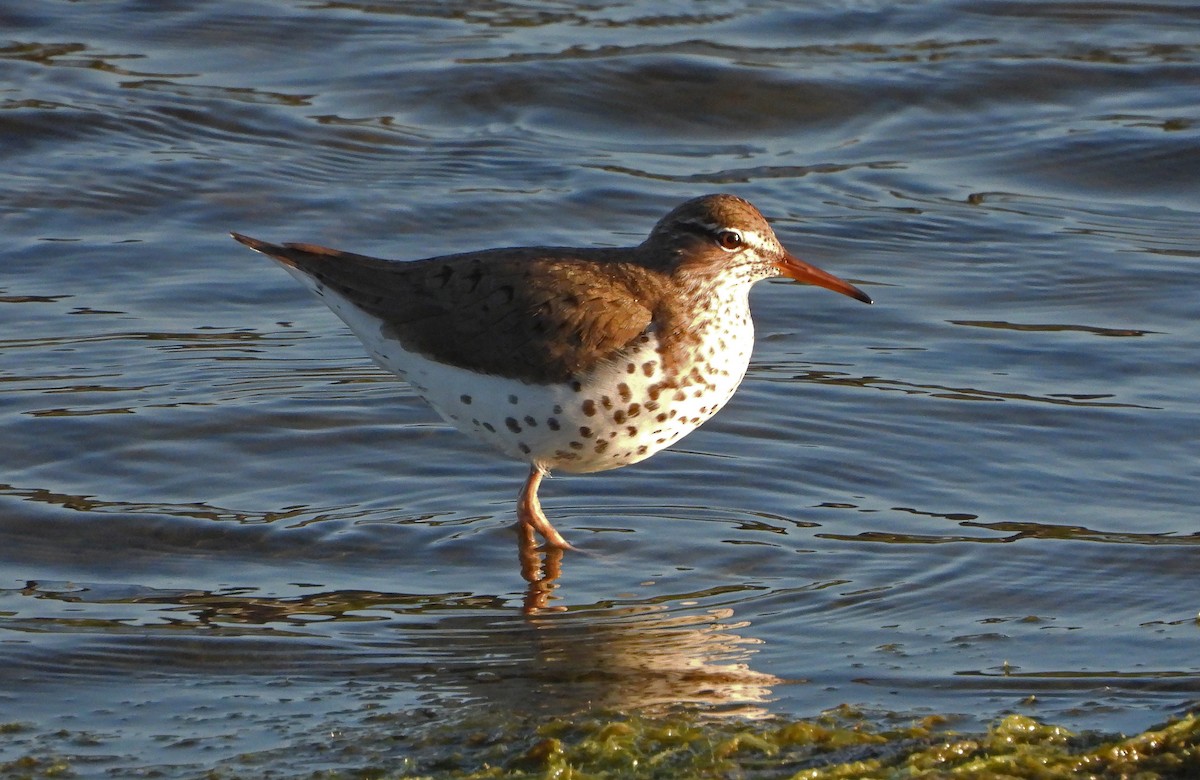 Spotted Sandpiper - Paul Lewis