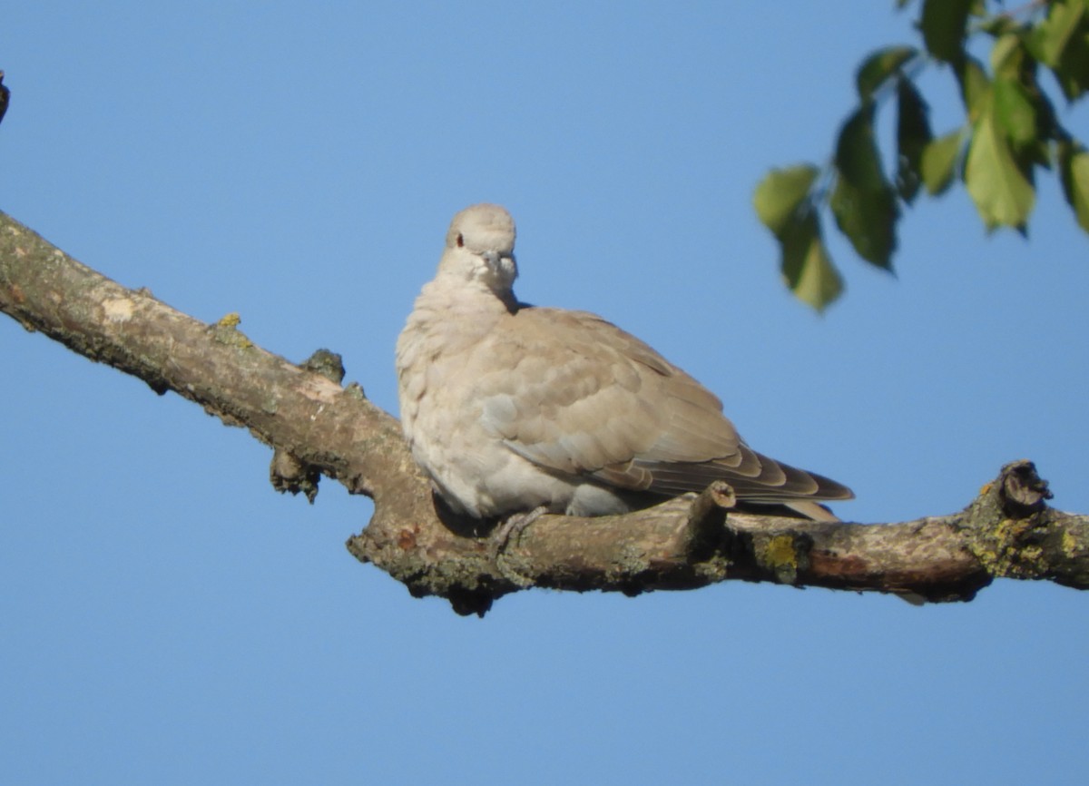 Eurasian Collared-Dove - ML618073030