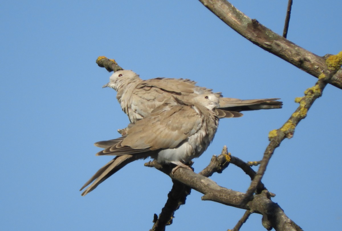 Eurasian Collared-Dove - Miroslav Mareš