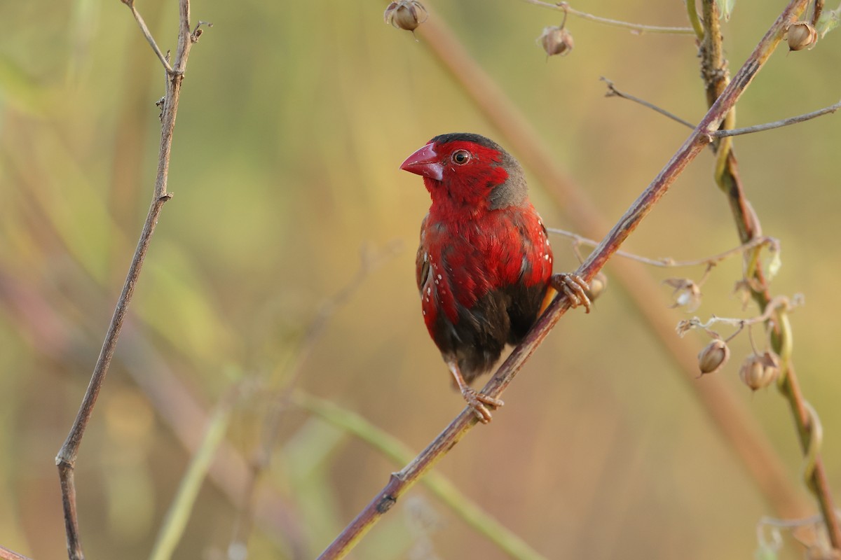 Crimson Finch (Black-bellied) - ML618073033