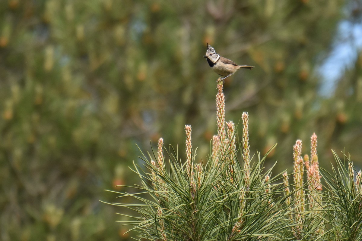 Crested Tit - ML618073072