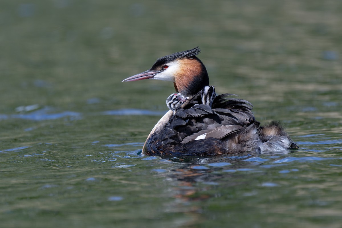 Great Crested Grebe - ML618073076